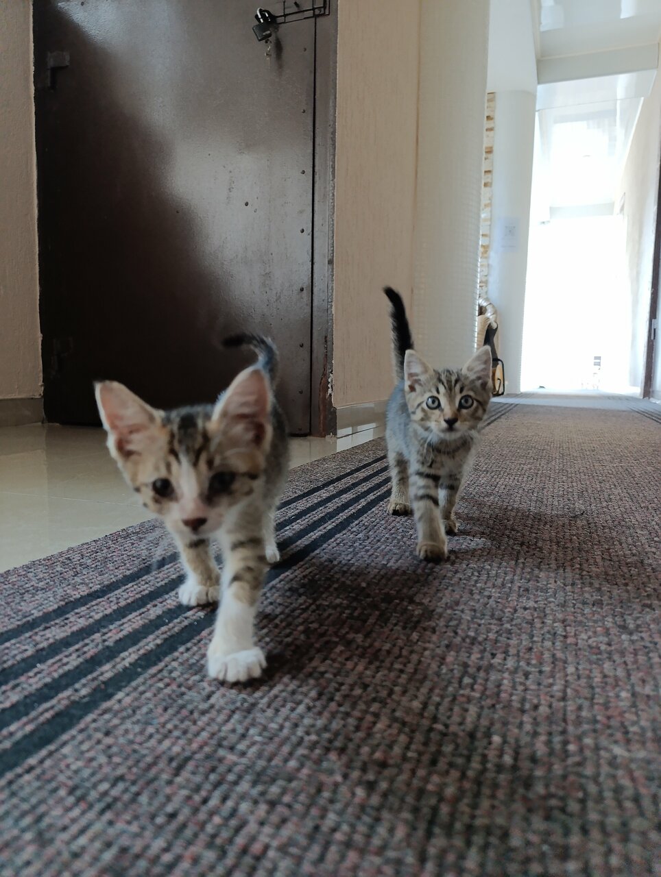 Гостиница Созвездие Якорная Щель-52