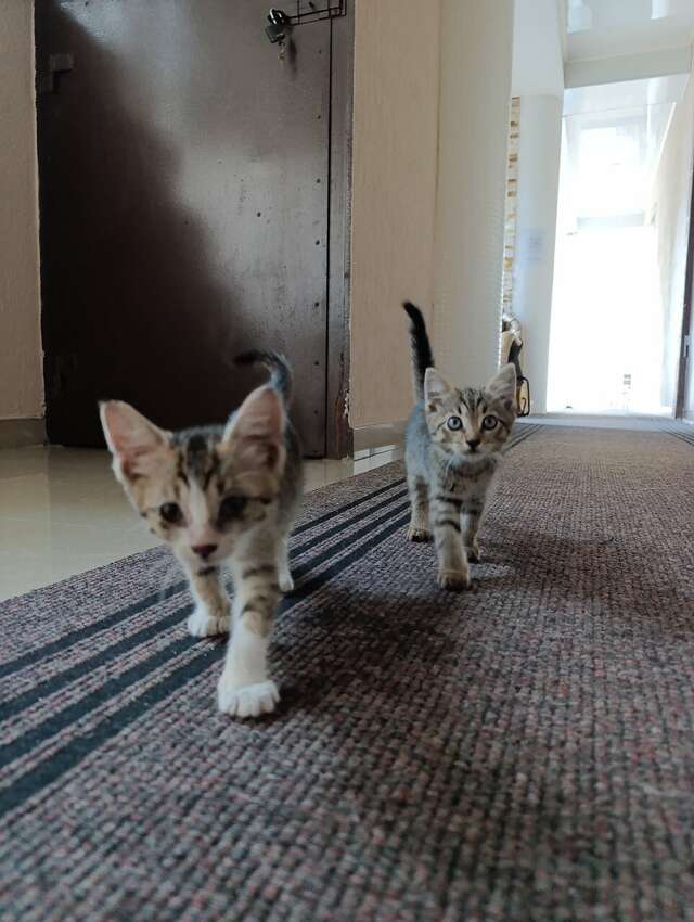 Гостиница Созвездие Якорная Щель-51